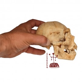 Scaled Atapuerca skull 5