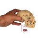 Atapuerca skull 5