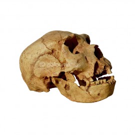 Atapuerca skull