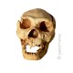 Atapuerca skull 