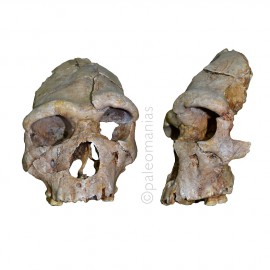 Cráneo Heildelbergensis Arago 21