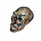 Cráneo Neandertal Ferrassie1