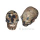 Homo heidelbergensis Arago 21