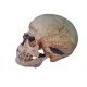 Cráneo de Homo sapiens