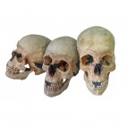 Cráneo de Homo sapiens