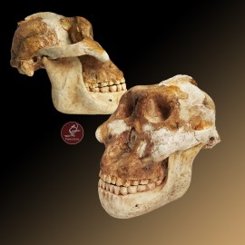Cráneo Australopithecus boisei