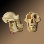 Cráneo Australopithecus afarensis