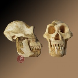 Australopithcus afarensis skull