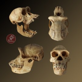 Cráneo de chimpancé