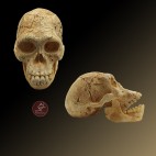 Cráneo 3 Homo Georgicus