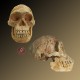 Cráneo de Homo Georgicus