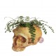 Cráneo maceta portalápices neandertal